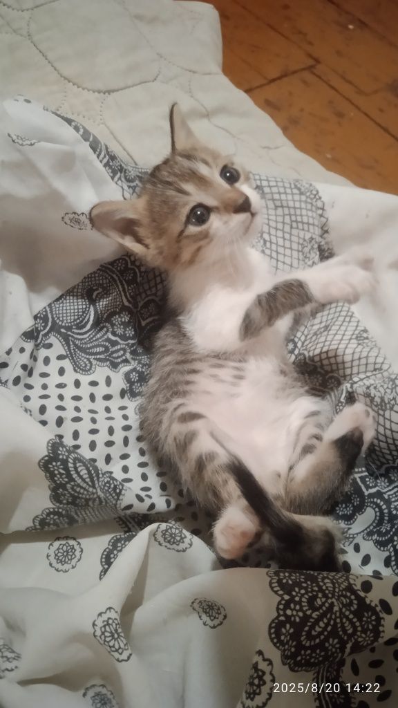 Бесплатно отдам котят в хорошие руки
