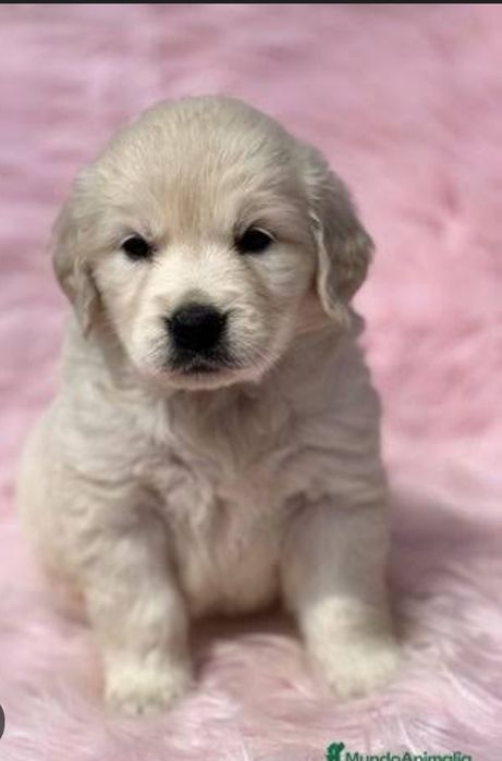 Baietel Golden Retriever cu Pedigree FCI