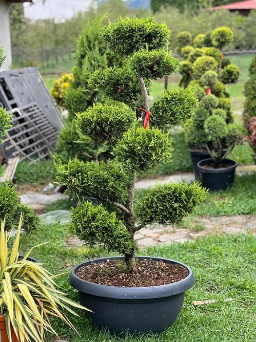 Tuia Glob, Etajata Spiral, Bonsai , Maslin, Spiral Lamaita, Cycas