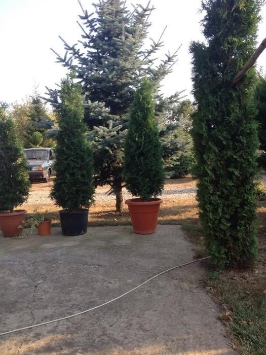 Tuia de la Producator!