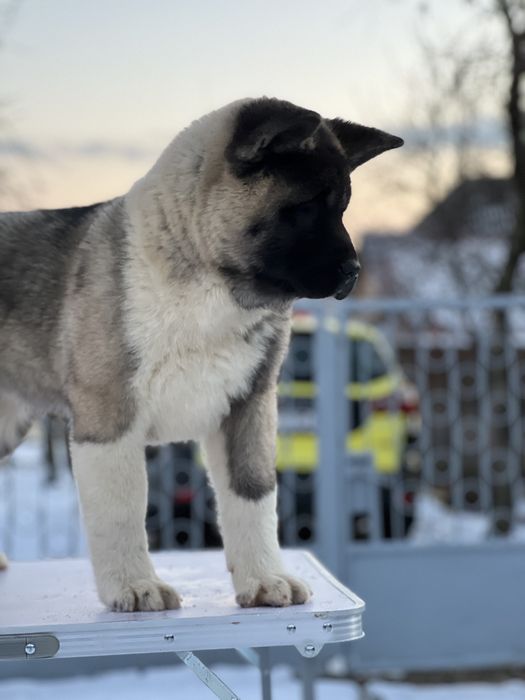 Femela american akita cu certificat pedigree