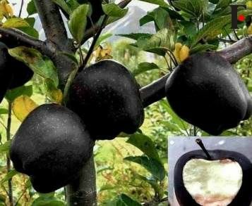 Pomi Fructiferi deosebiti  mar black dioamond