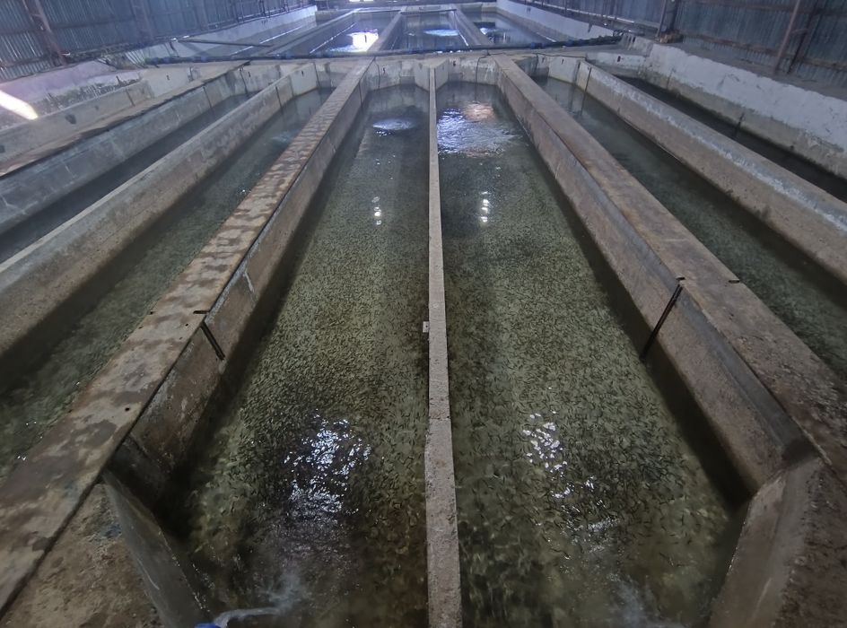 Малек Форели от 1 грамм