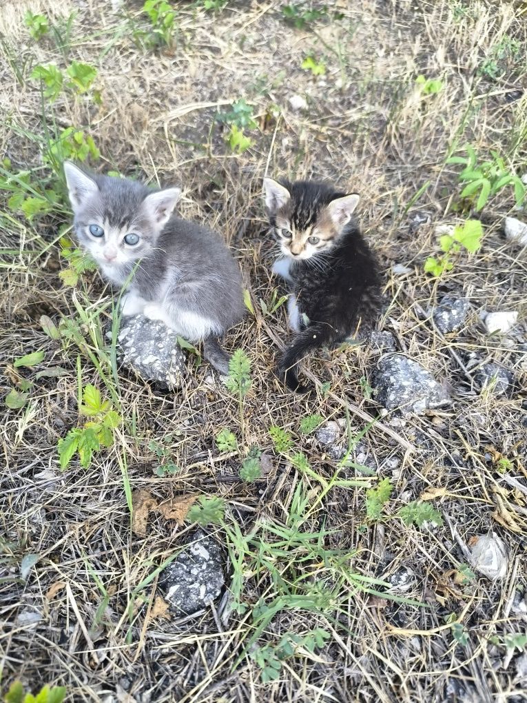Подарявам котенца