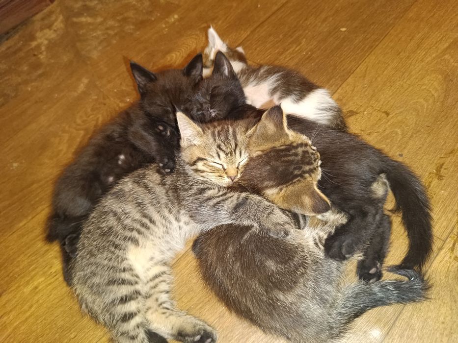 Бесплатно котята породы скотишь страйт