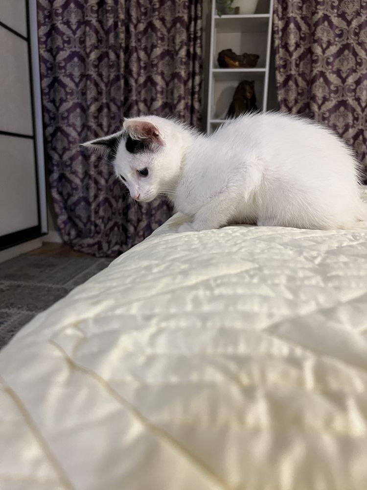 Отдам котенка девочка