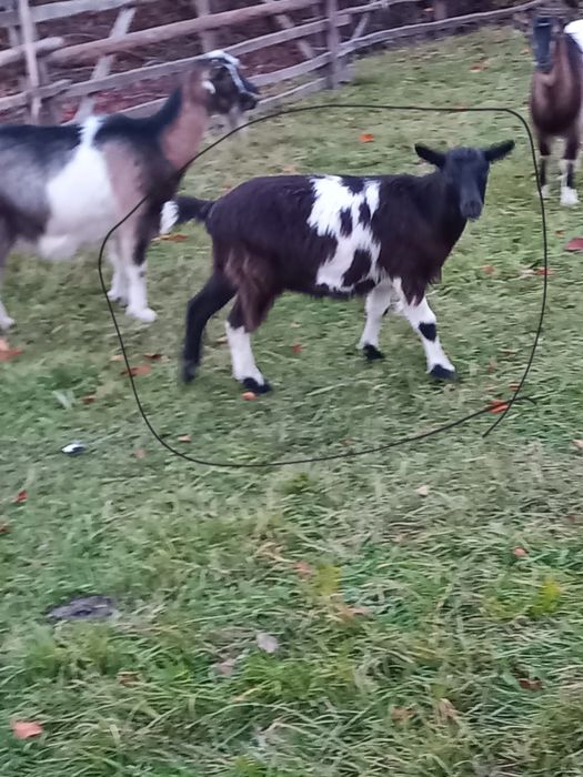 Vand capre bune de tinut