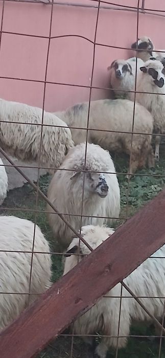 Vând haine ( ce se vede oaie )