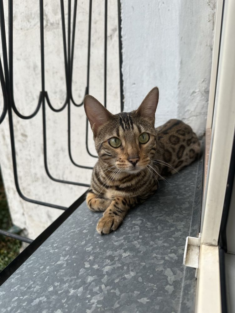Продам бенгальскую кошку