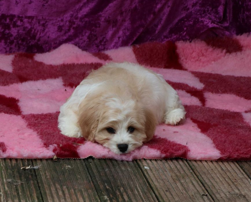 Cavapoo deosebitD