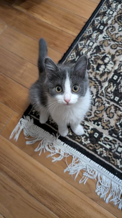 Котенок-девочка два месяца