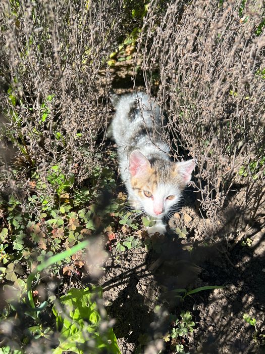 Pisici de adoptat