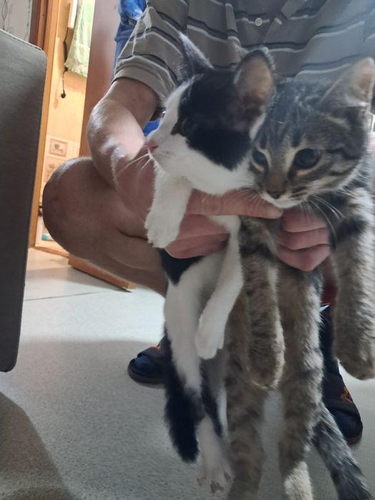 Две кошечки ищут дом