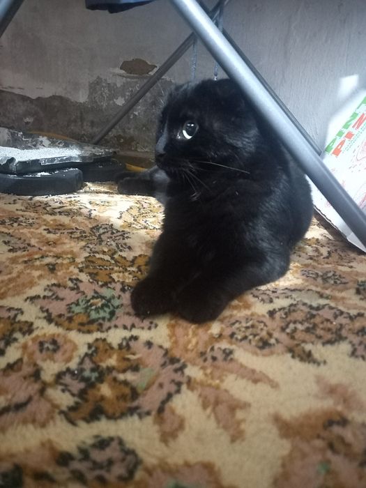 Отдам кошку, читать внимательно