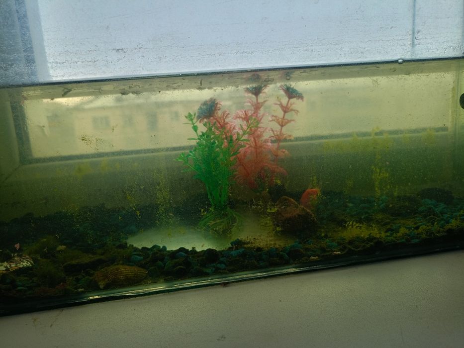 Аквариум с рыбой