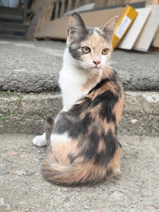 Отдам котёнка бесплатно