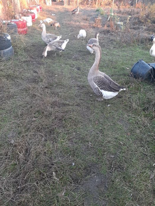 Rate ,Gâște , Cocoși, Iepuri diferite varste si culori