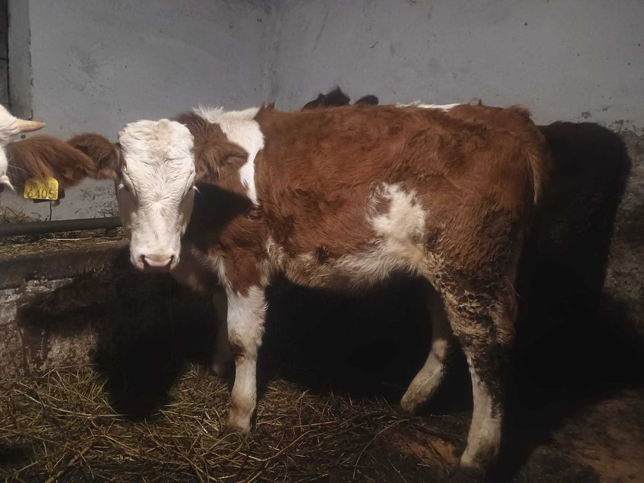 Vând doua vitele de 8 luni