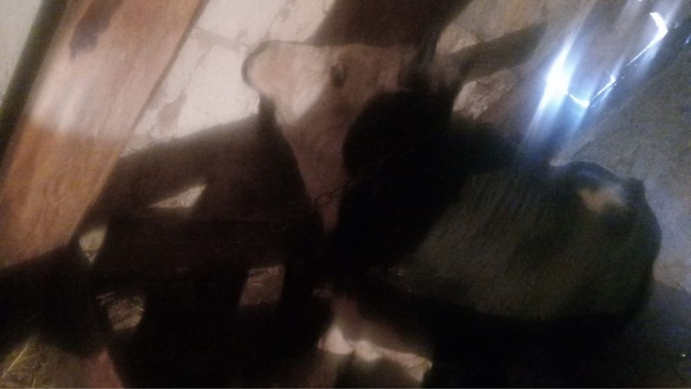 Ақ бас бұқа сатылады