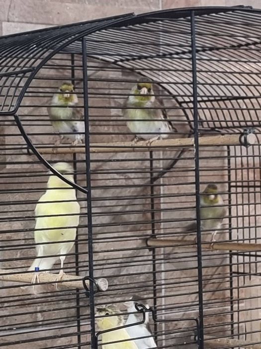 Продавам обучени хибриди