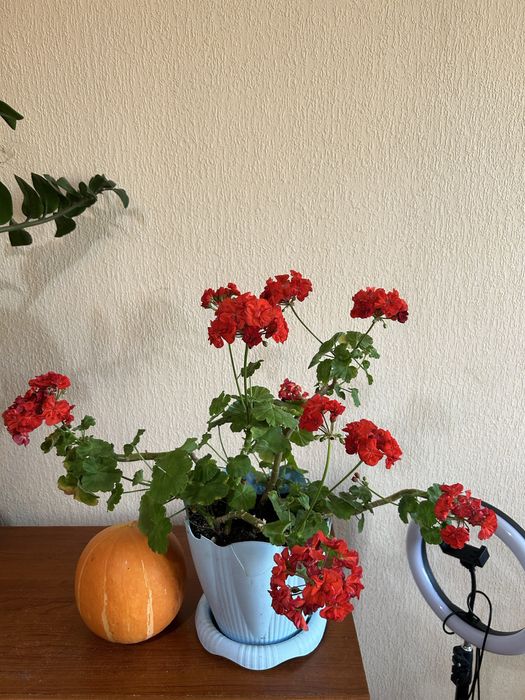 Продам герань большой цветок и средние