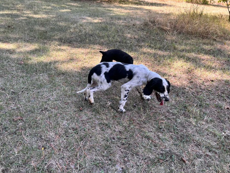 Американски кокер шпаньоли и спрингер шпаньол