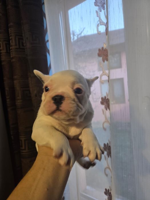Vănd cătelusi Buldog Francez rasă pură
