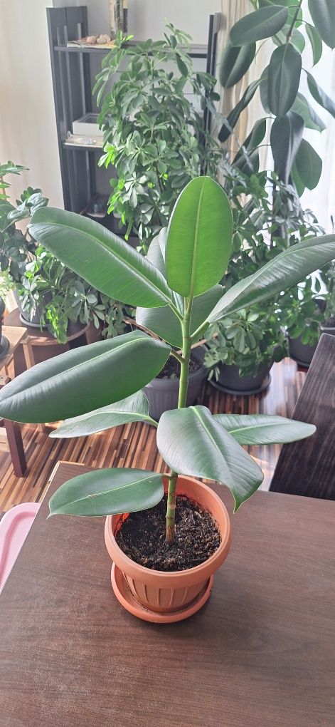 Ficus elastica 70 cm