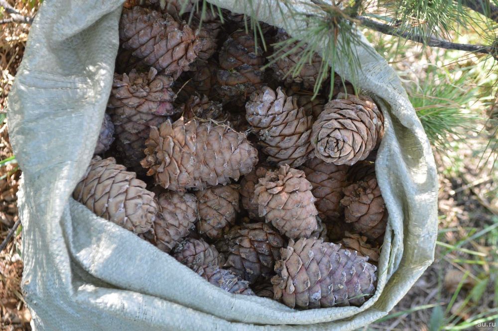 Шишки кедровые продам