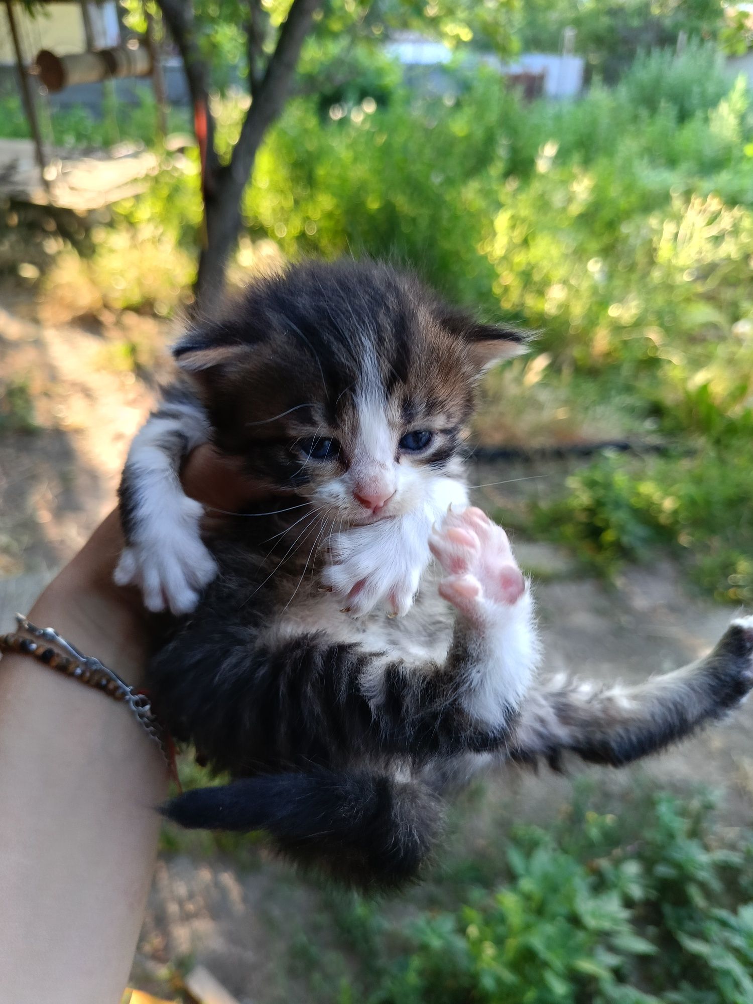 Подарявам котенца