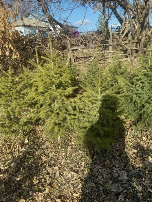 Продам сибирский ел