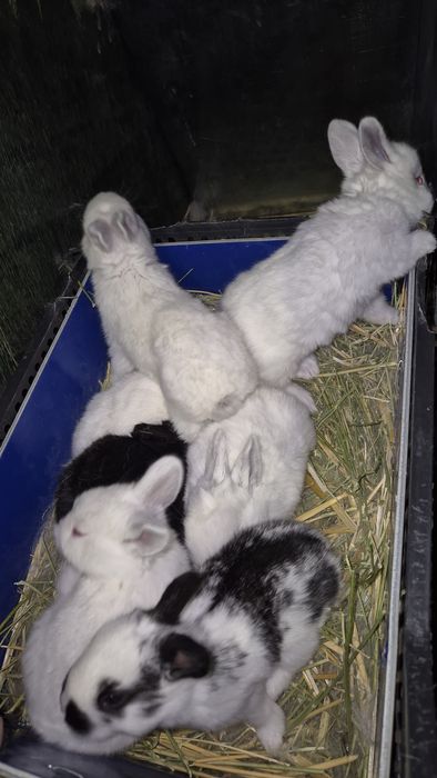 Соглом куёнчалар