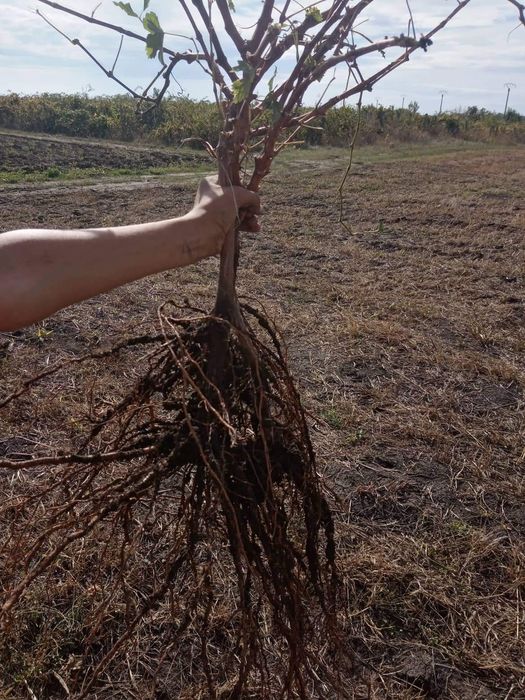 Butasi vita de vie direct de la producător