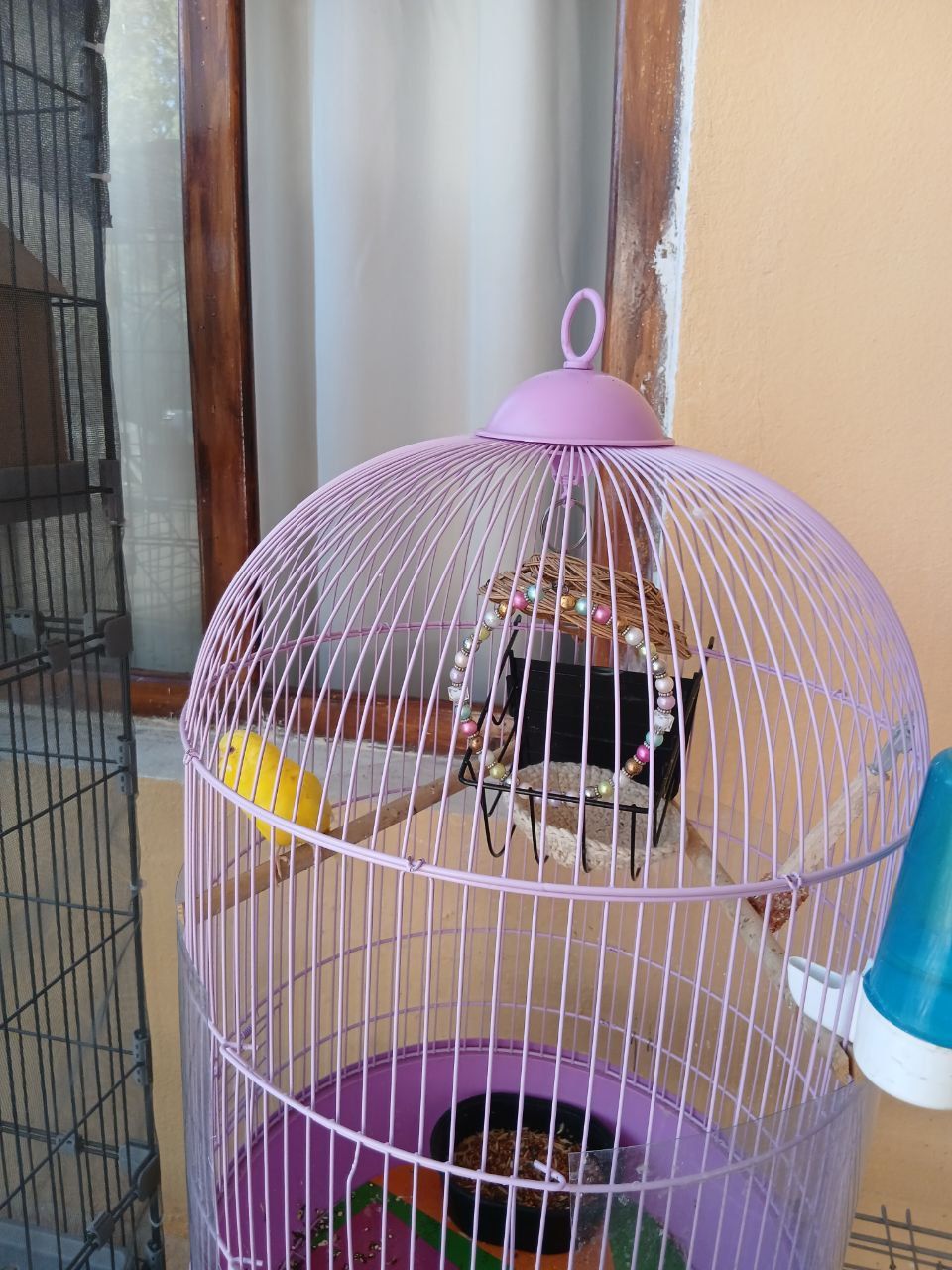 Qapas boyi 1,5 metir keyin quyoniyam uy bor