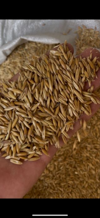 Сулу ем / Sulu yem сотилади сифатли, Янгиюль