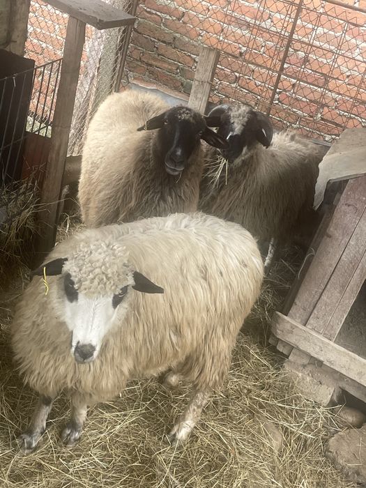 Vand 2 oi si un berbec