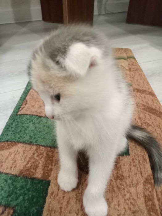 Котенок шотландский вислоухий трехцветный