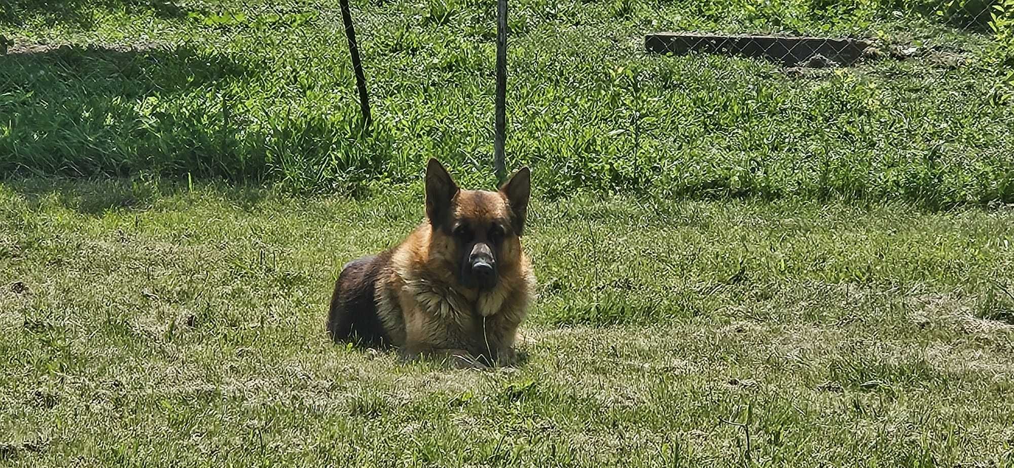 Ofer spre adopție un Ciobanesc German de 3 ani si 6 luni cu pedigree