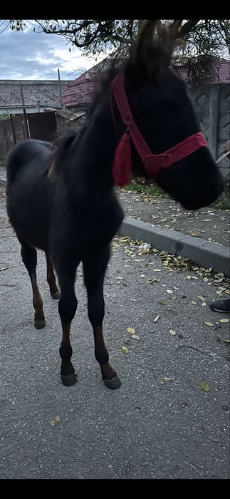 De vanzare manzut de 4 luni fff bland invatat cu copii .