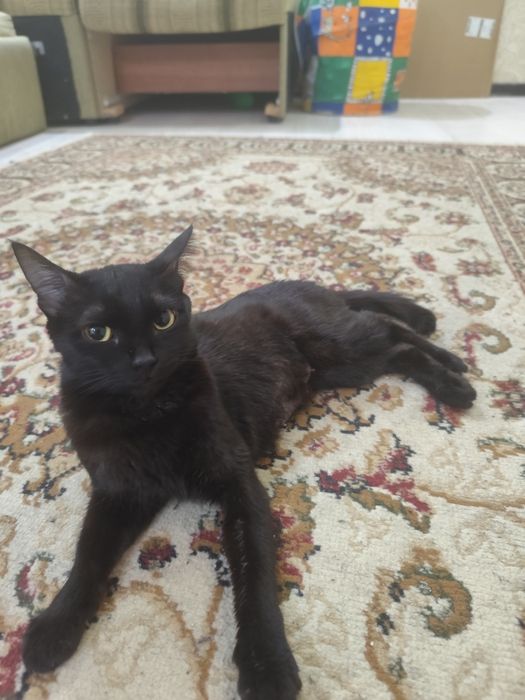 Кошка и три котенка