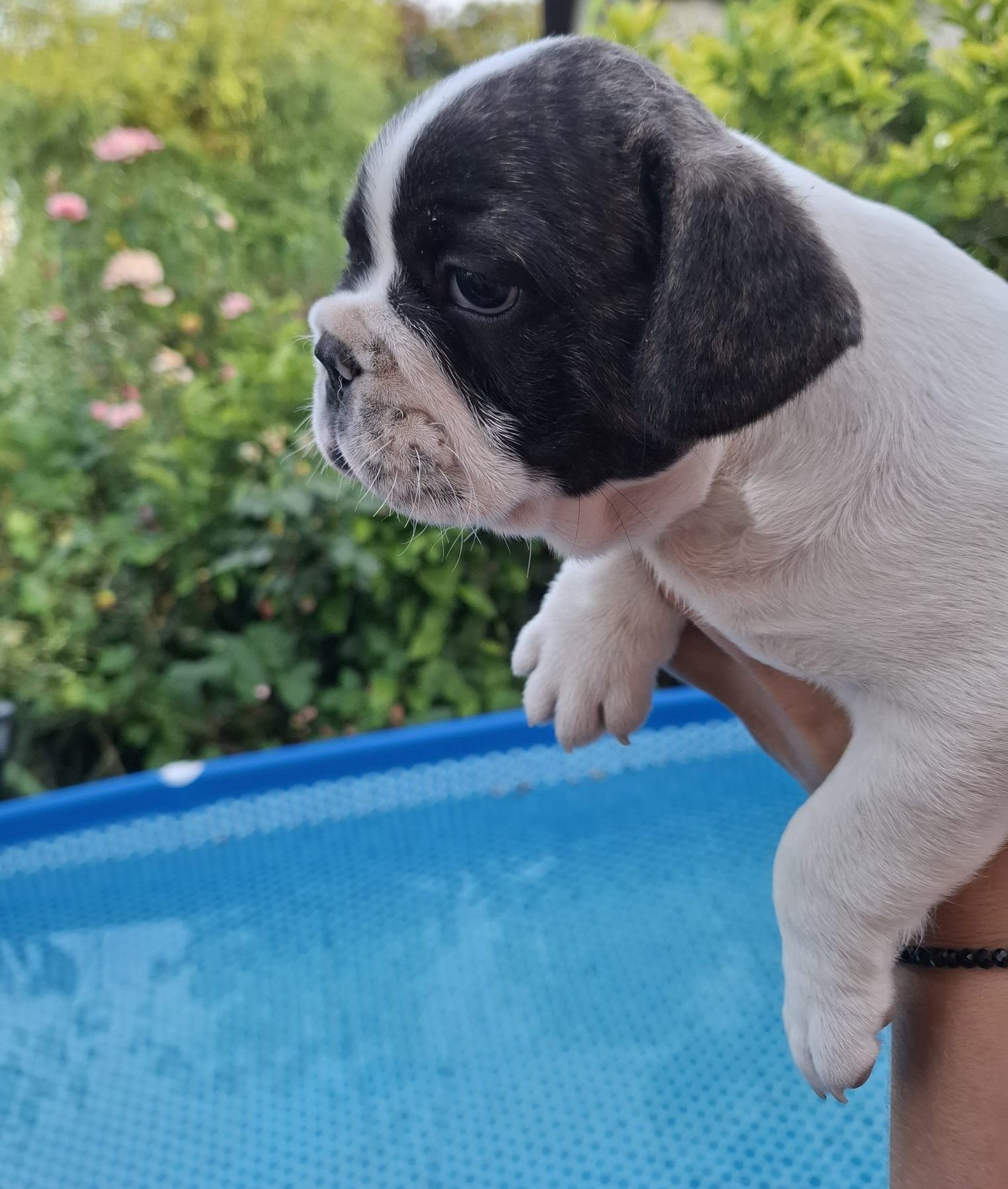Bulldog francez (băiat)