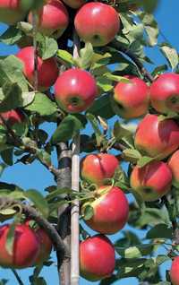 Плодовые деревья саженцы яблони ,груши ,абрикос , декоротивныедеревья