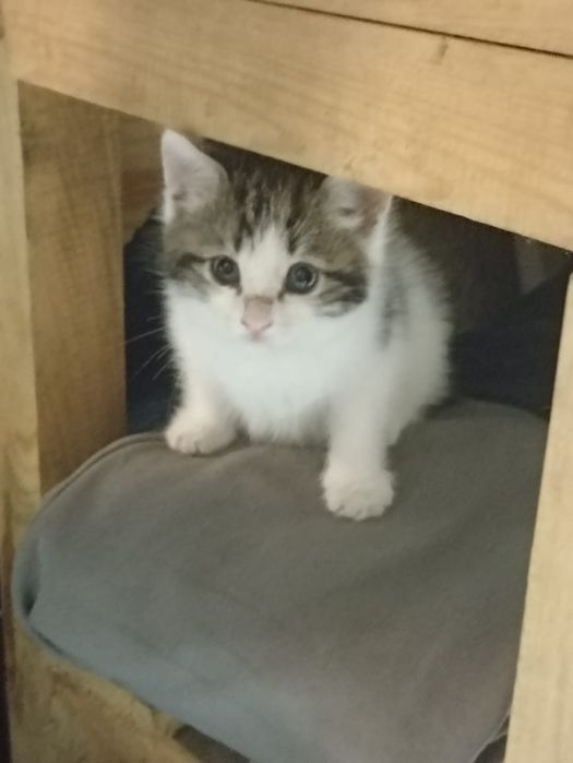 Котёнок девочка .