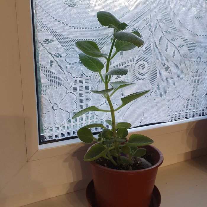 Продам комнатное растение Мята