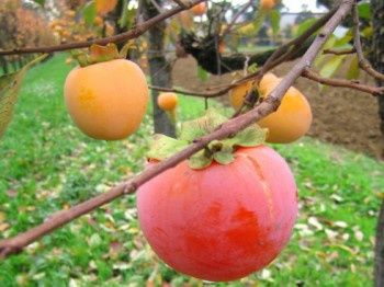 Kaki (Rosseyanka )
