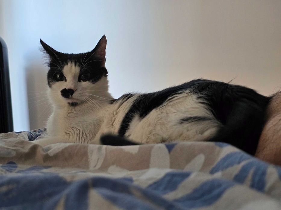 Donez pisica rasa Europeană