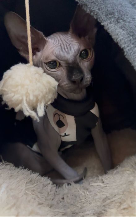 Pui Sphynx Canadian