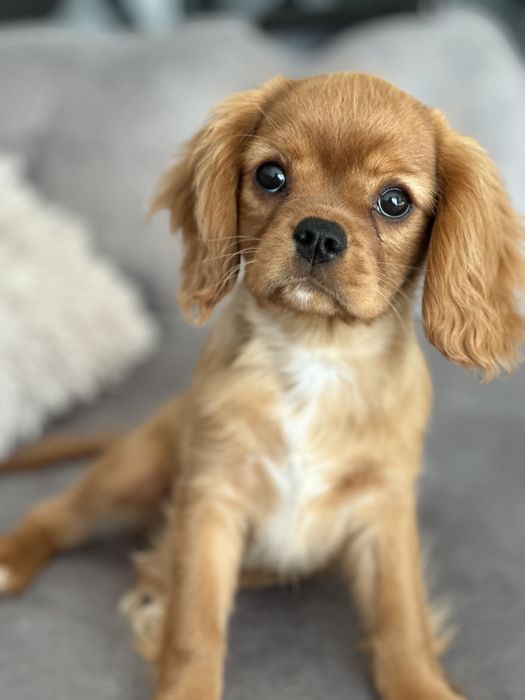 Cavalier king charles Spaniol