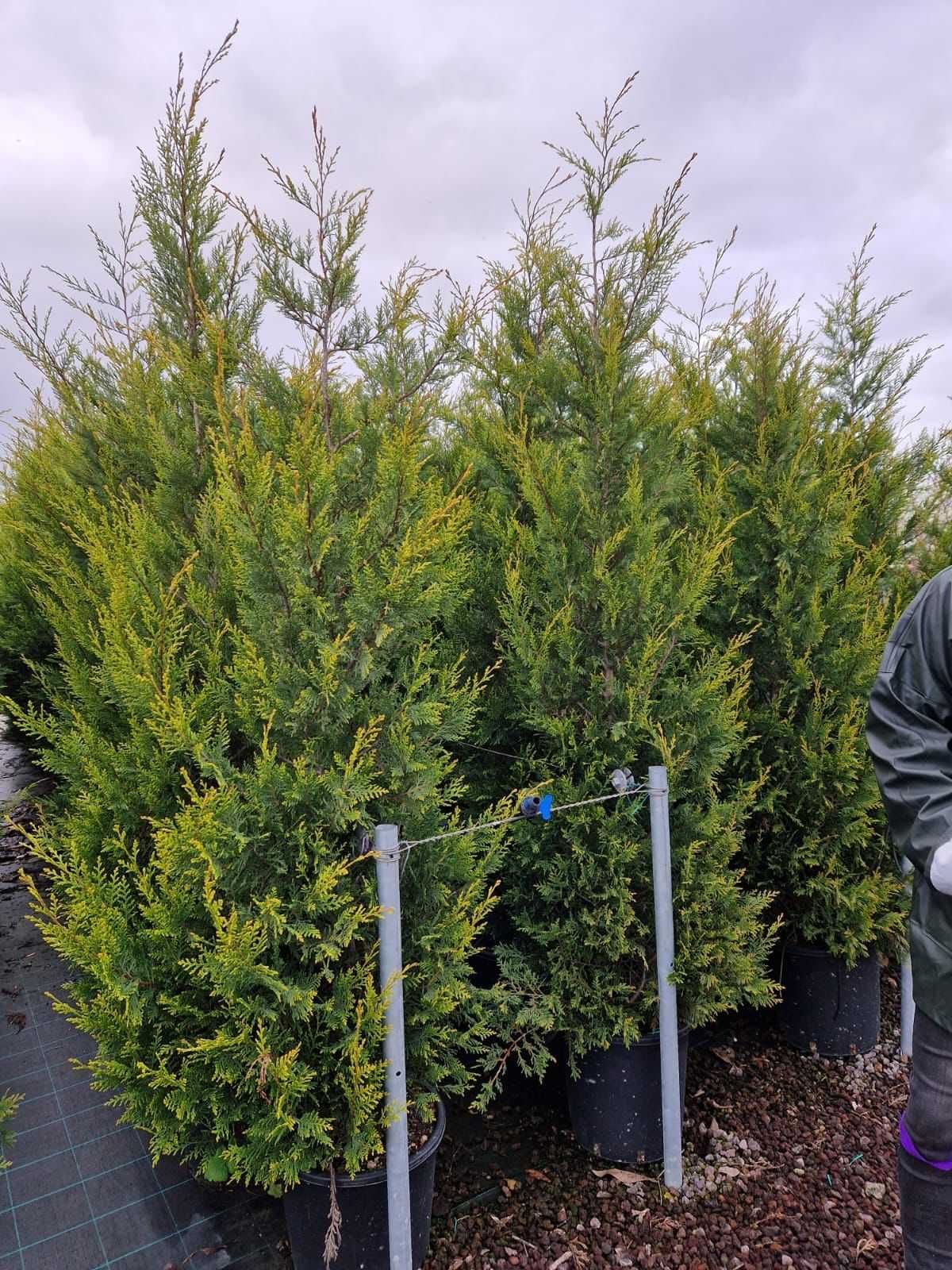 Plantează Cupressocyparis Leylandii și bucură-te de un spațiu verde