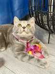 British Silver Tabby cu Pedigree